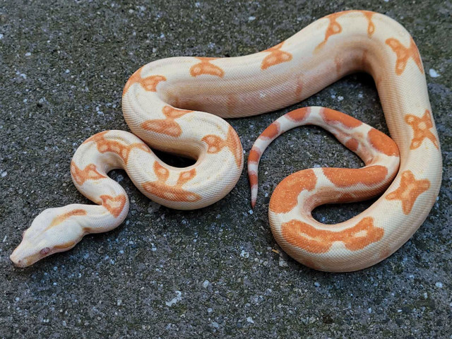 2022 Male Sunglow Boa in Reptiles & Amphibians for Rehoming in Delta/Surrey/Langley