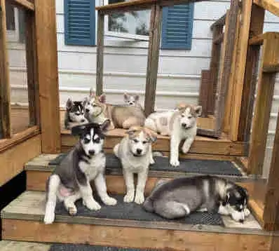 Husky Puppies, View more