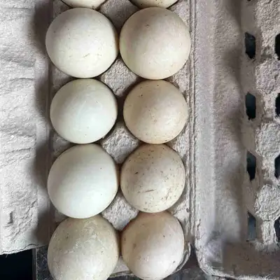 Pekin hatching eggs, View more