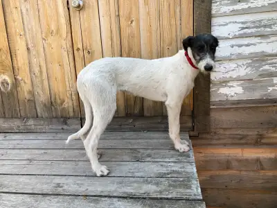 Lurcher puppies, lurchers are sighthounds crossed to a terrier breed which has really helped the sig...