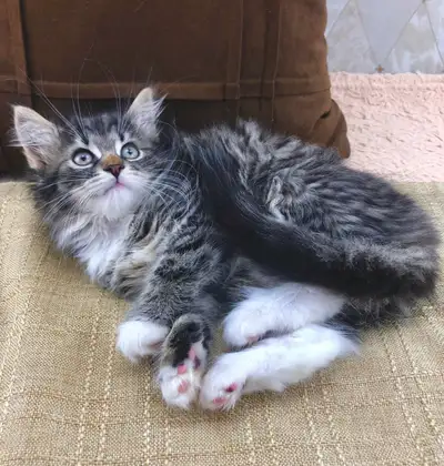 Female Purebred Maine Coon - Suitable For Families with Kids, View more