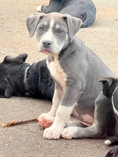 puppies for sale, View more