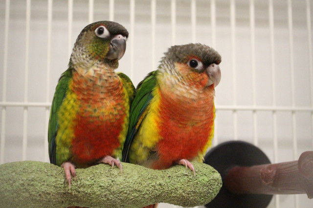⭐❤️❤️ CONURE ❤️❤️  BABY with Cage & Food ⭐❤️❤️ in Birds for Rehoming in Woodstock - Image 4