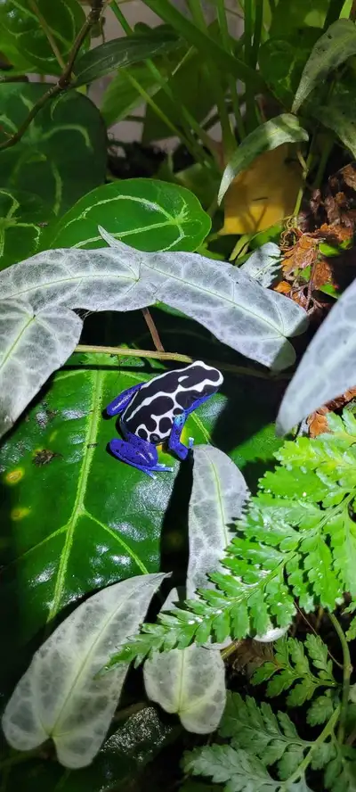dendrobates oyopock dartfrog, View more