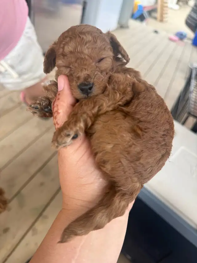 toy poodles  in Dogs & Puppies for Rehoming in Whitehorse - Image 8
