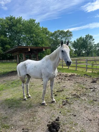 Project/ Companion Horse , View more