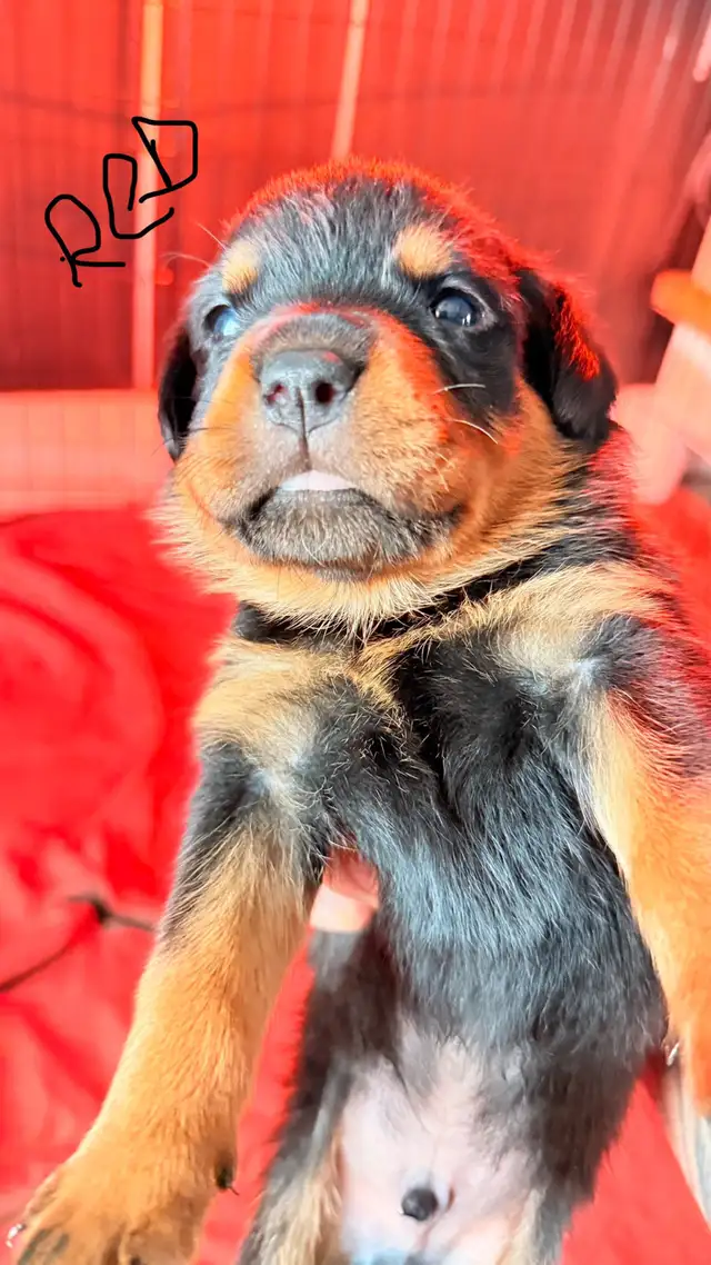 Rottweiler Puppies   ****READY AUGUST 15th**** in Dogs & Puppies for Rehoming in Hamilton - Image 3
