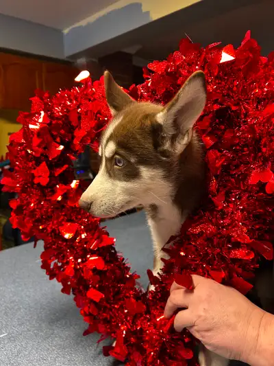 Husky puppies for sale, View more