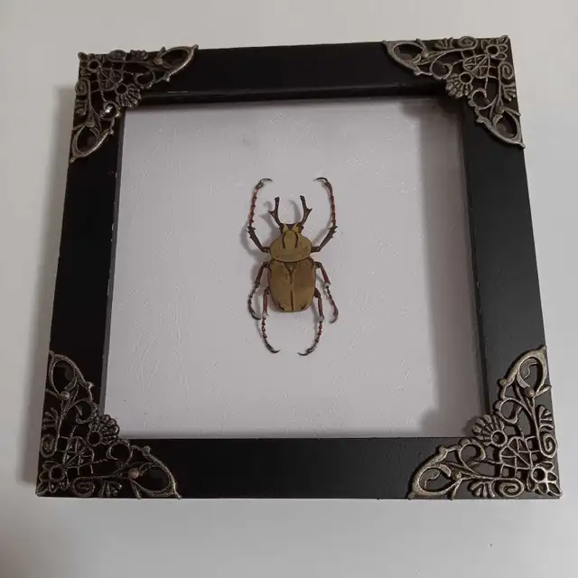 Framed Reindeer Horn Beetle Taxidermy Wall Decor Art in Home Décor & Accents in Ottawa - Image 2