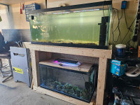 75 gallon and 30 gallon with stand for sale