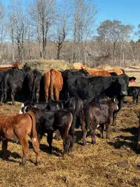 Cow-Calf Pairs For Sale
