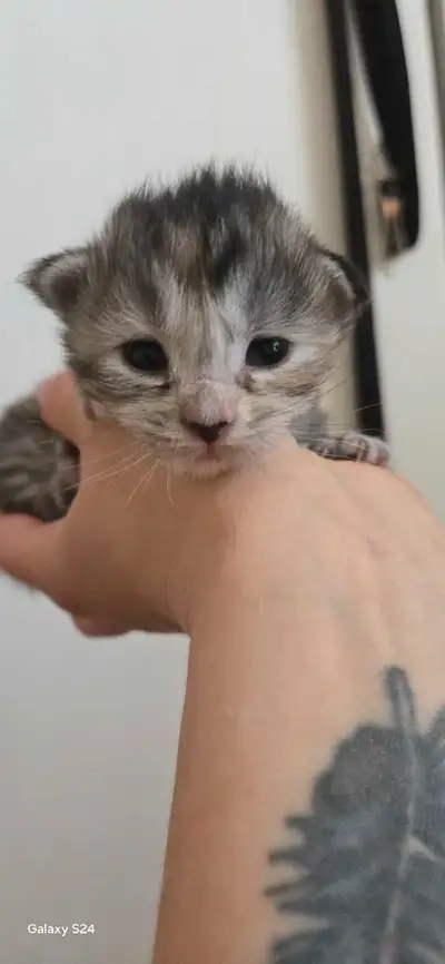 AVAILABLE NOW FOR RESERVATION 3 red silver females, 1 silver torbi female, 1 black smoke male. Silve...