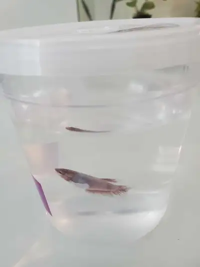 Betta Fish, View more
