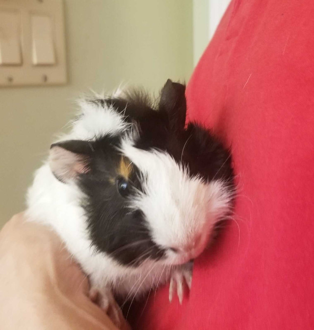 Baby guineapig girl in Small Animals for Rehoming in City of Toronto