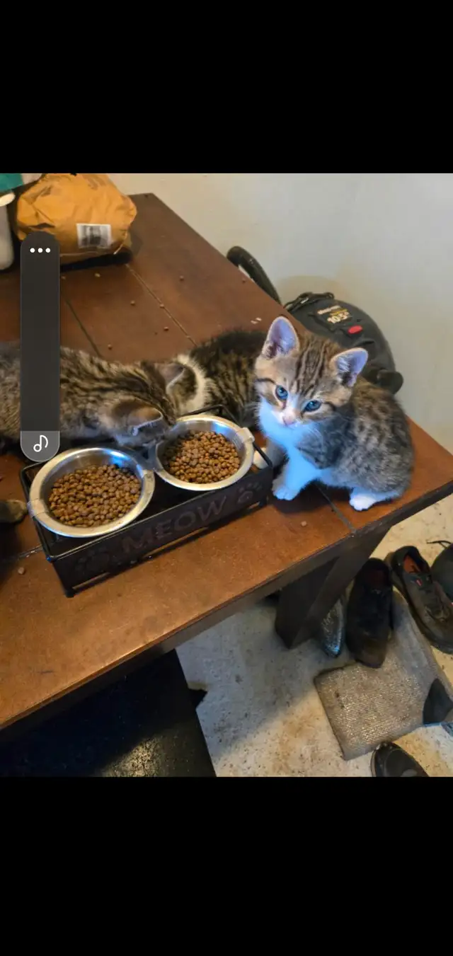 4 kittens 8 week old born march 10 in Cats & Kittens for Rehoming in Moncton - Image 7