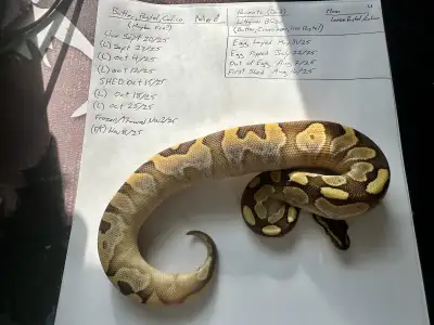 2025 ball python baby for sale price drop $200, View more