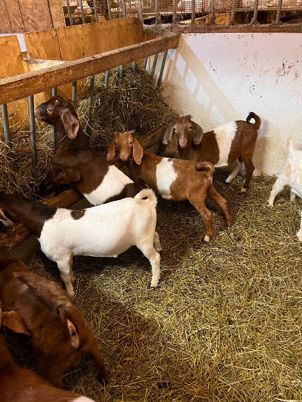 Boer goats for sale in Livestock in Barrie - Image 2