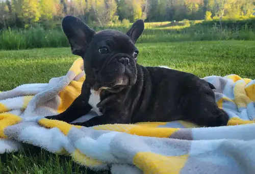Bonjour, Il nous reste 1 mâle Bulldog français déjà prêt à partir. Il est maintenant âgé de 13 semai...