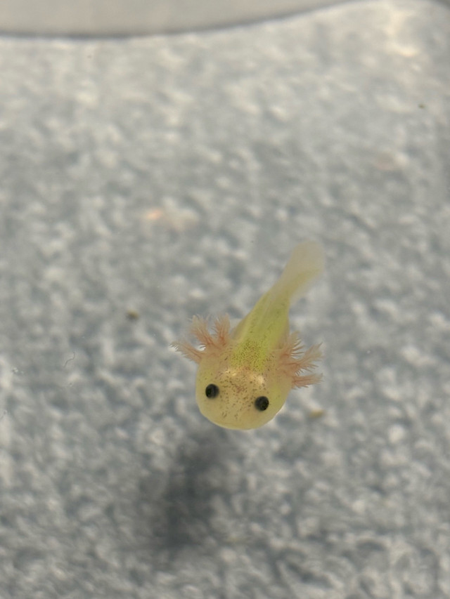 Aquarium Axolotl in Fish for Rehoming in Oakville / Halton Region - Image 4