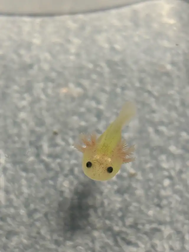 Aquarium Axolotl in Fish for Rehoming in Oakville / Halton Region - Image 5