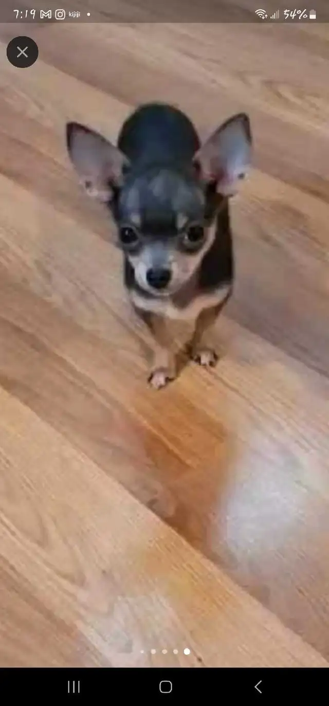 Chihuahua gorgeous puppies from Reputable Breeder in Dogs & Puppies for Rehoming in Ottawa - Image 11