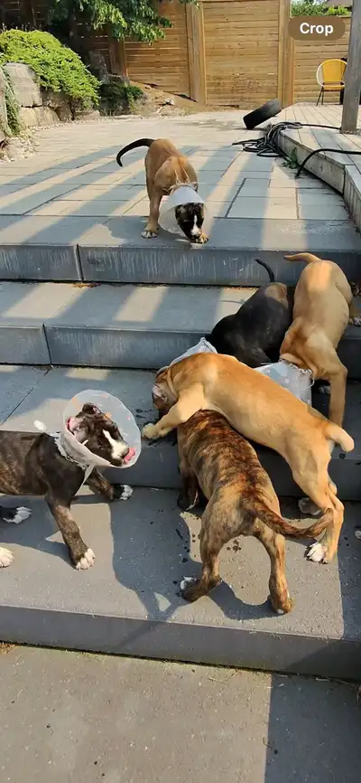 Argentino X Corso  Puppies are now  8 Weeks old !, View more