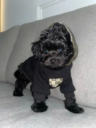 Tiny Toy puppies for sale, View more