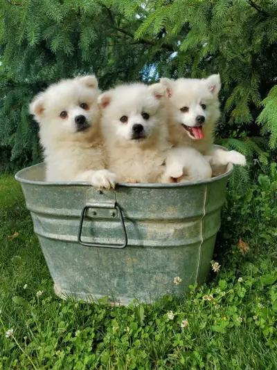 Eskimo  Puppies, View more