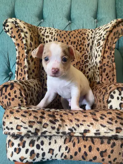 Beautiful Chihuahua Puppies, View more