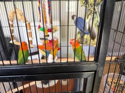 red headed love birds and one blue masked love bird love bird, View more