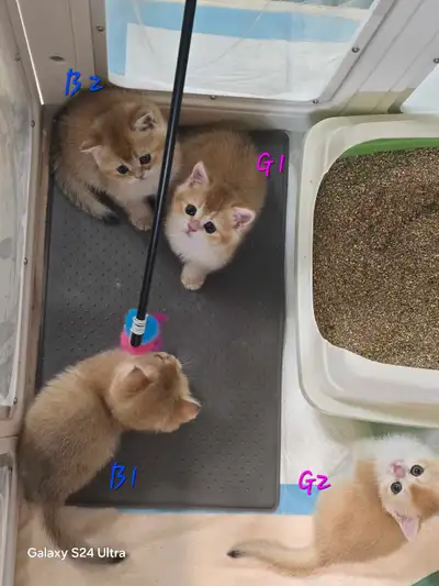 Purebred British shorthair kittens, View more