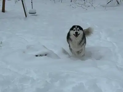 Beautiful Husky/Great Pyrenees 16 month old puppy, View more
