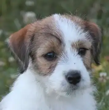 CKC REGISTERED (JACK) RUSSELL PUPPY. CHAMPION BLOODLINE in Dogs & Puppies for Rehoming in Chatham-Kent - Image 2