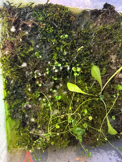 Moss for your terrarium, yes, we all need some moss for our pets, View more