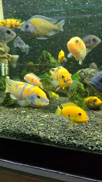 OB zebra , View more