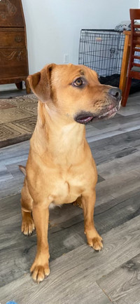 1yr Old Female Bullwieller  :  For the right home / family