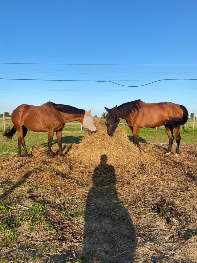 Horse Boarding in Equestrian & Livestock Accessories in Hamilton