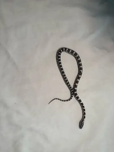 Baby Anery Corn Snakes, View more