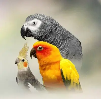 ISO a birdie companion , View more