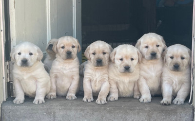READY TO GO!!! Lab/Retriever Pups! PUPPY PACKAGE INCLUDED :) 
