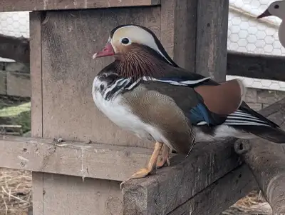 Mandarin Ducks, View more