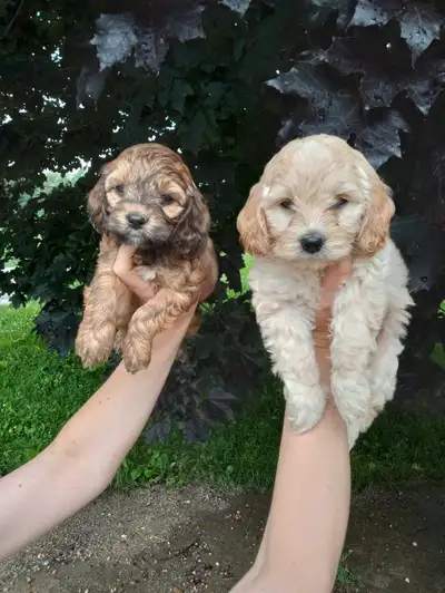 Cockapoo , View more