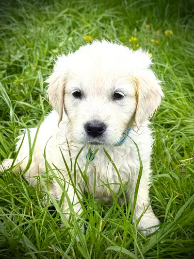 English Cream Golden Retriever Puppies CKC registered, View more