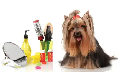 Dog walking, Pet sitting and many other services to offer you., View more