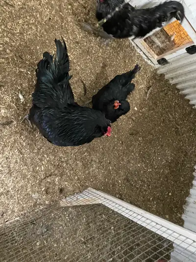 Black Ameraucana hens for sale $60/each, View more