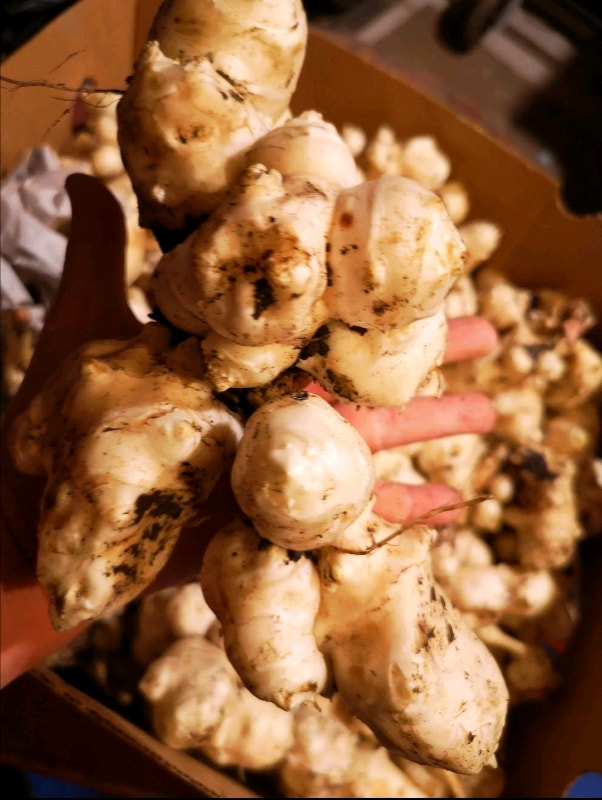 Sunchoke, Jerusalem artichoke, sunroot Plants, Fertilizer & Soil