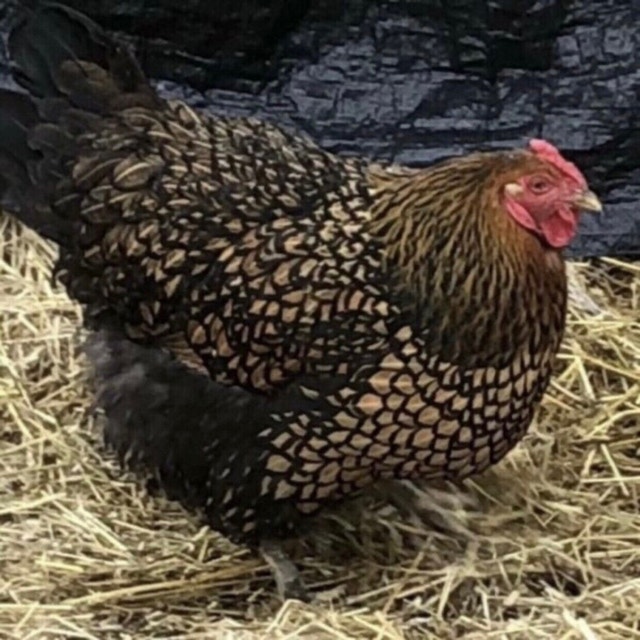 Gold Laced Wyandottes Hatching Eggs Livestock Kitchener / Waterloo