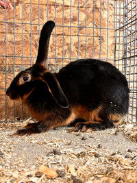 Belgian hare rabbits 