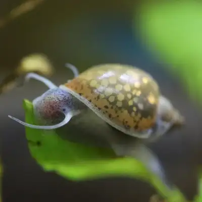 Healthy bladder snails available – perfect for freshwater aquariums! These small, hardy snails are e...