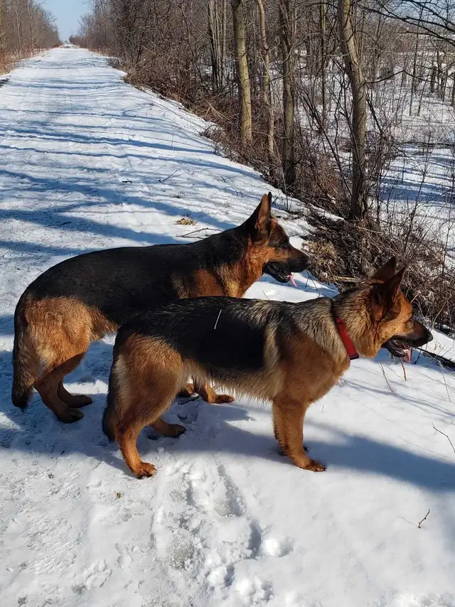 German Shepherds pups in Dogs & Puppies for Rehoming in Stratford - Image 8